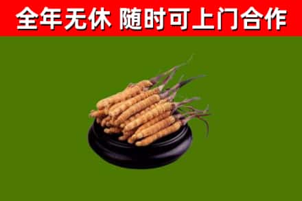 永定回收散虫草