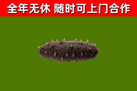 永定回收海参干